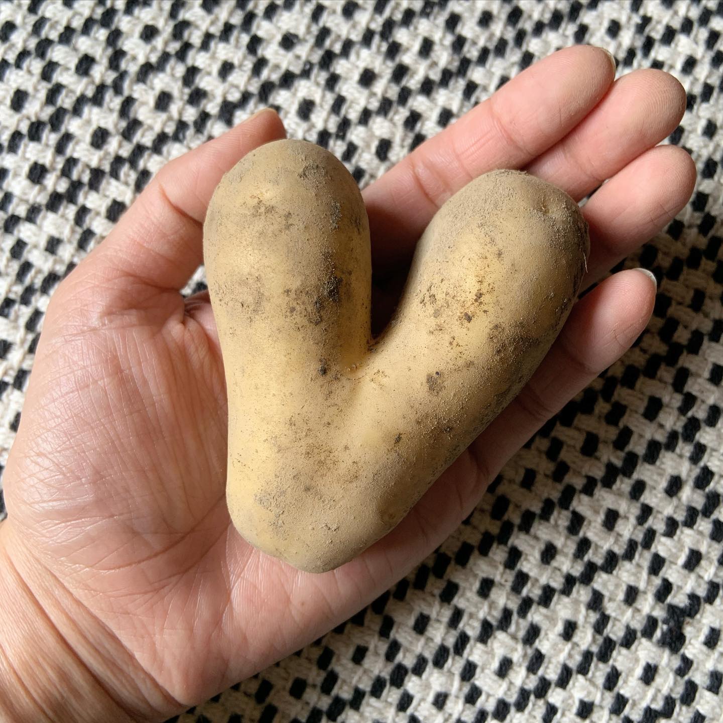 #potato 
#家庭精進料理 #料理教室
#精進スタイルのおうちごはん  【 ♡のジャガイモ 】  いただいたジャガイモの中に
╰(*´︶`*)╯♡  今日も一日幸せです。  皆さんも幸せな一日を♡  #heart #vegtable #photo #plantbased #healthyfood #happy #happiness #vegan #shojincuisine #lovely #lucky 
#精進料理 #ジャガイモ #ハート #ハート型
#ハッピー #ラッキー #ギフト #野菜 #写真 
#ささやかな幸せ #季節を楽しむ #丁寧な暮らし 
#萩市 #古民家暮らし #お福分け